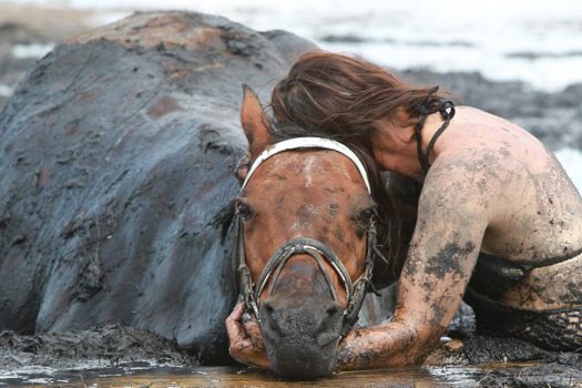 Un cheval sauvé des sables mouvants par sa propriétaire