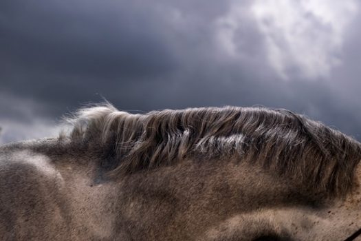 #5 [Photography] : Adrian Ray choisit le cheval ombragé