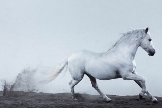 [Book] L’apologie photographique de Jill Greenberg :  Horses