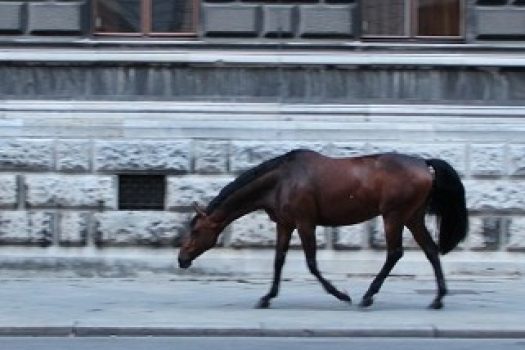 [Global Champions Tour] Vienne : le cheval dans la ville