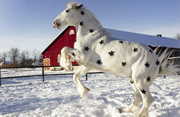  /winter 2012 de Benetton avec poney souris et cheval blanc étoilé