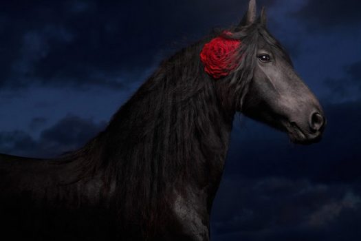 [Photography] Les chevaux en fleur de Svetlana Petrova