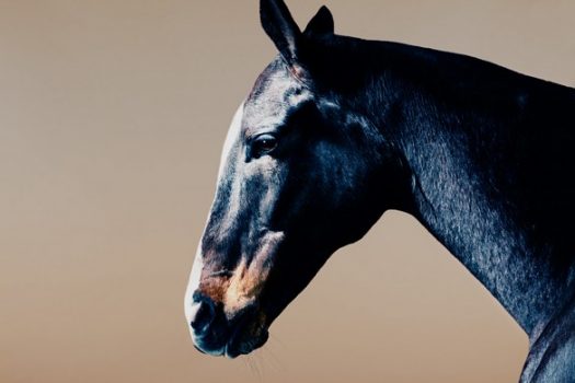 [Photography] Le poney de Nick Ballon pour Audi