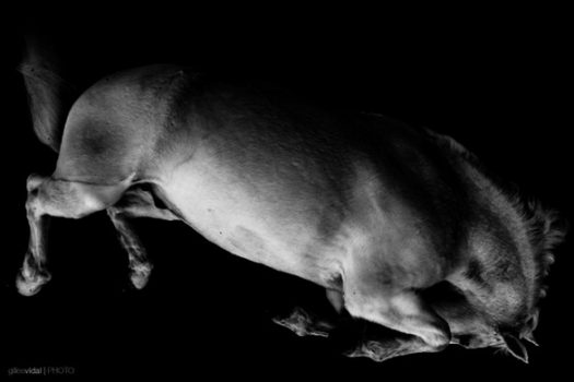 [Photography] Gilles Vidal : Horse Body