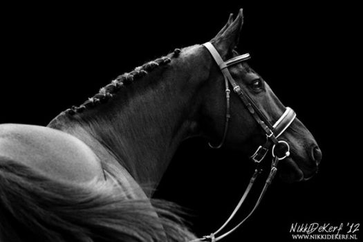 [Photography] Nikki de Kerf : Equine black and white