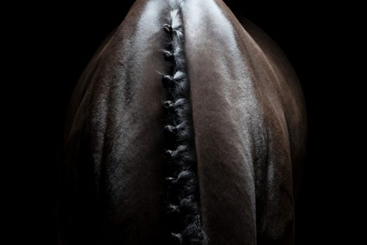 [Photography] François Vendiol, le cheval en courbes et volupté