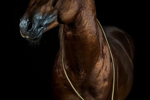 [Equestrian Photography] Les portraits équins de Jörn Reiter