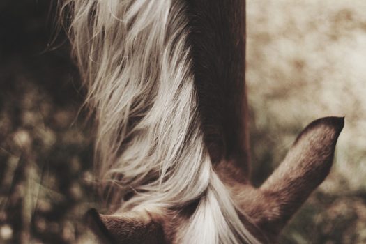 [Photography] Michelle Lartigue : Horses