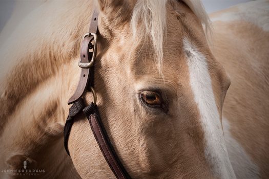 [Equestrian Photography] Jennifer Fergus