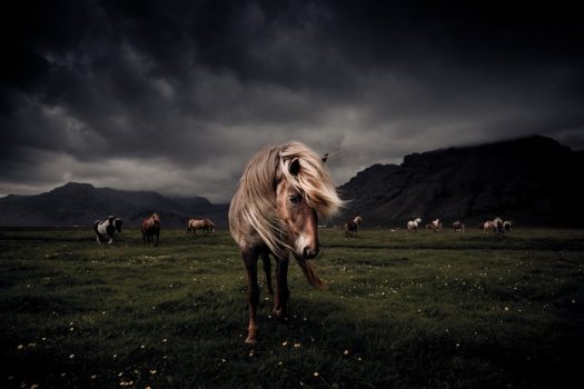 [Photography] Le cheval Islandais vu par Óskar Páll Elfarsson