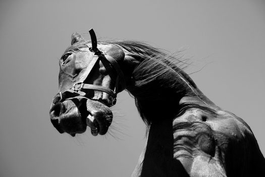 [Equestrian Photography] Richard Baxter