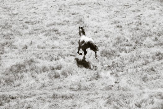 [Equestrian Photography] Les brumbies de Nick Leary