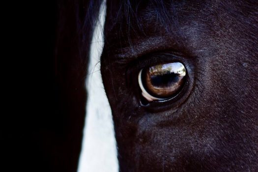 [Equine Photography] Angeliki Hristoff : The horse in the box