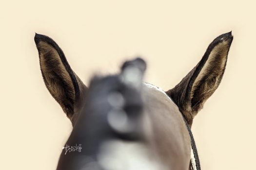 [Equine Photography] Angeliki Hristoff : Horses out of the box