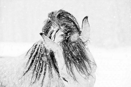 [Equestrian Photography] Lisa Cueman : Horses in Snow