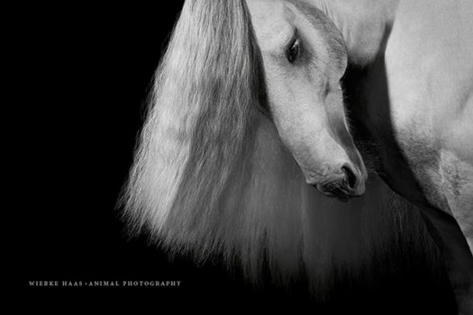 [Equestrian Photography] Wiebke Haas : Hairy Business