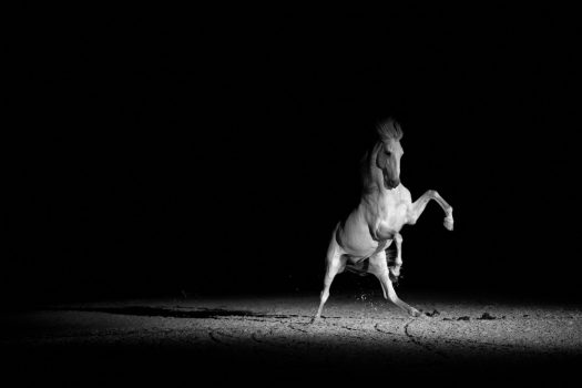 [Equestrian Photography] Melis Yalvac : Freedom in Black & White