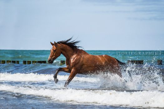 [Equestrian Photography] Joliegraphie