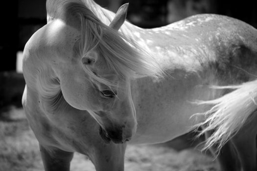 [Photography] Jessica Arneback : Andalousian