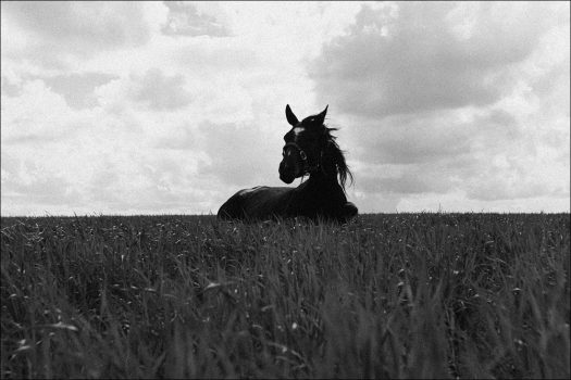 [Equestrian Photography] Dmitri Pryahin : Phases of Sleep