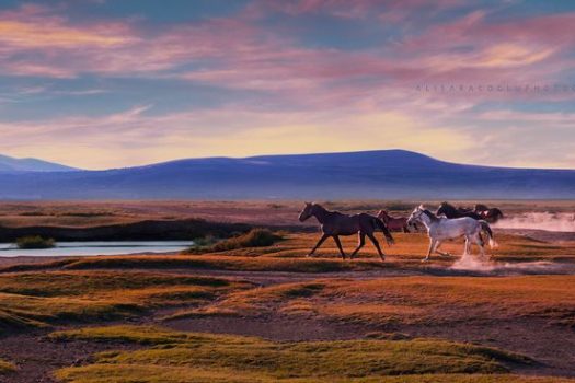 [Photography] Ali Saracoglu : la vraie nature des chevaux