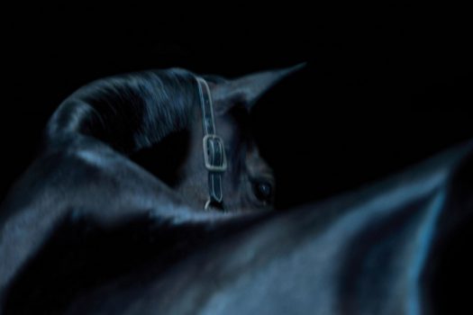 [Equestrian Photography] Bob Tabor : Horse Portraits