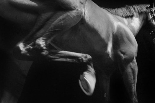 [Equestrian Photography] Neil Latham : American Thoroughbred