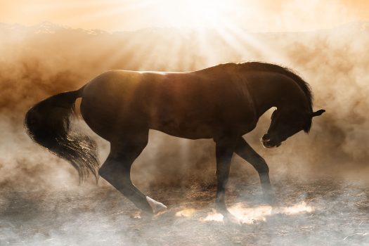 [Equestrian photography] Pepe Soho : Horses