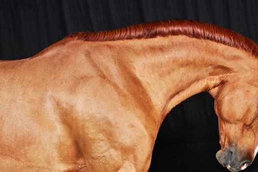 [Equestrian Photography] Juan Lamarca – Horse Series I
