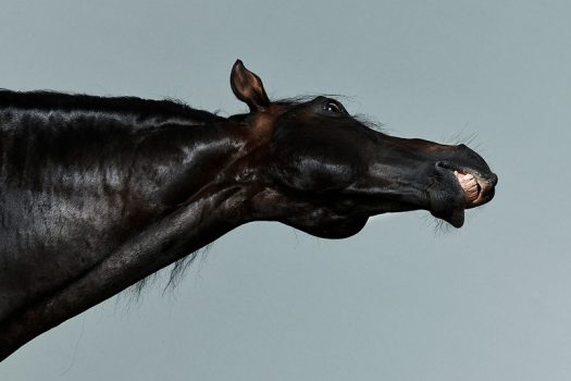 [Photography] Alistair Taylor-Young : Horse Study