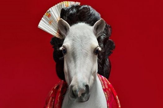[Equestrian photography] Shelly Breidenbach : Mini Horse Madness