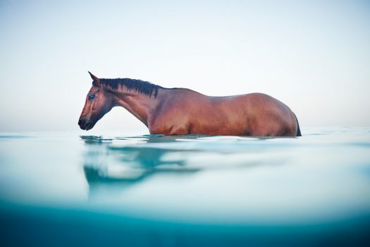 [Photography] Sam Bisso : Horse in the water