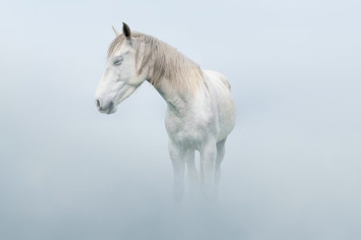 [Equestrian Photography] Petros Koublis : Dreams
