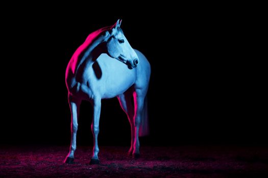 [Equestrian photography] Diana Wahl : Colour Horses