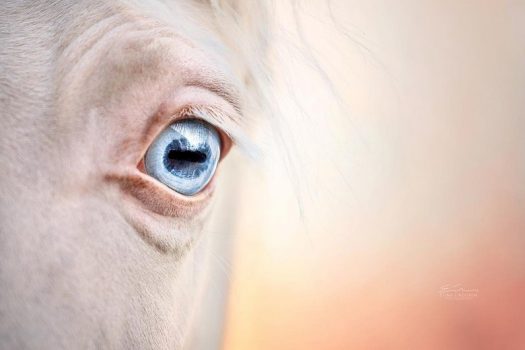 [Equestrian photography] Elina Lindgren – Horses