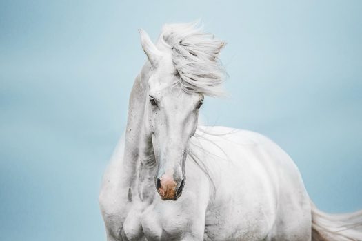 [Photography] Isabel Brune : rêves de chevaux