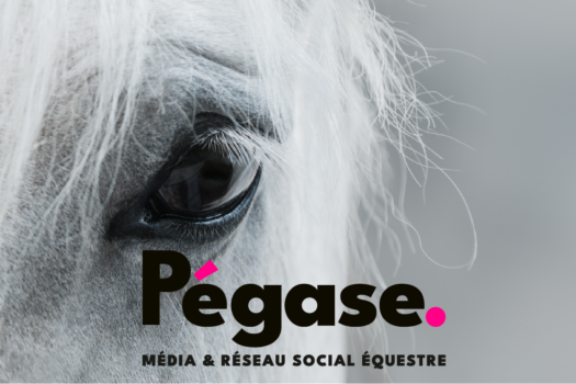 PégaseDaily.fr : Le média cheval de référence sur l’actualité économique, sociétale et environnementale de la filière équine