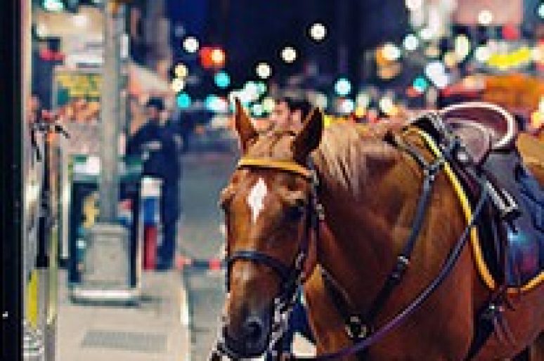 #8 Inspirations de la semaine : Horse in the City
