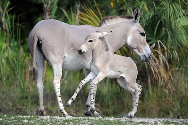 [Ânes] Naissance d’un âne de Somalie au zoo de Miami