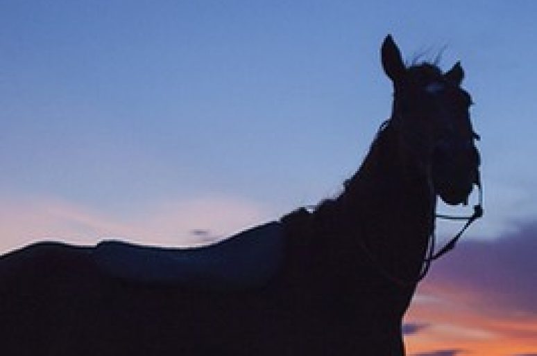 [Photography] Le cheval Mexicain de Fera Maldonado