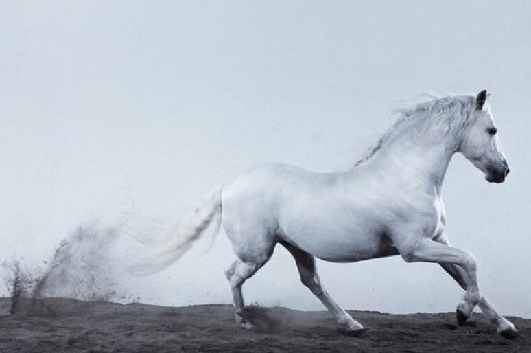 [Book] L’apologie photographique de Jill Greenberg :  Horses