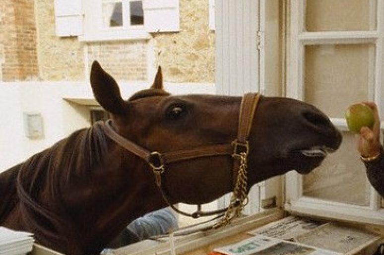 [Hippisme] Ourasi, la France perd son dernier roi