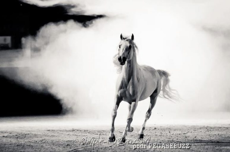 [EN IMAGES] Gala Equisud 2013 : L’Alchimie Equestre de Mario Luraschi