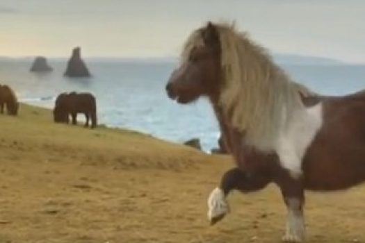[Advertising] Three and Wieden+Kennedy make THE PONY