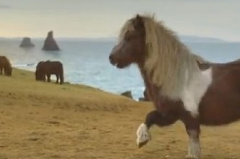 [Advertising] Three and Wieden+Kennedy make THE PONY