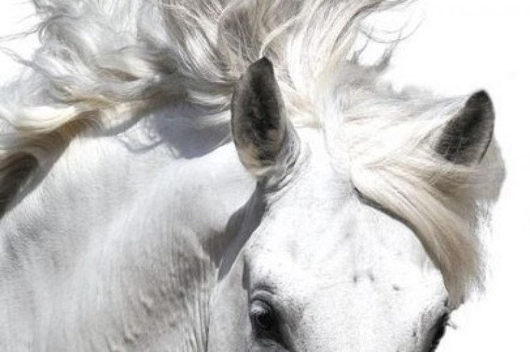 [Salon du Cheval 2013] C’est l’affiche !