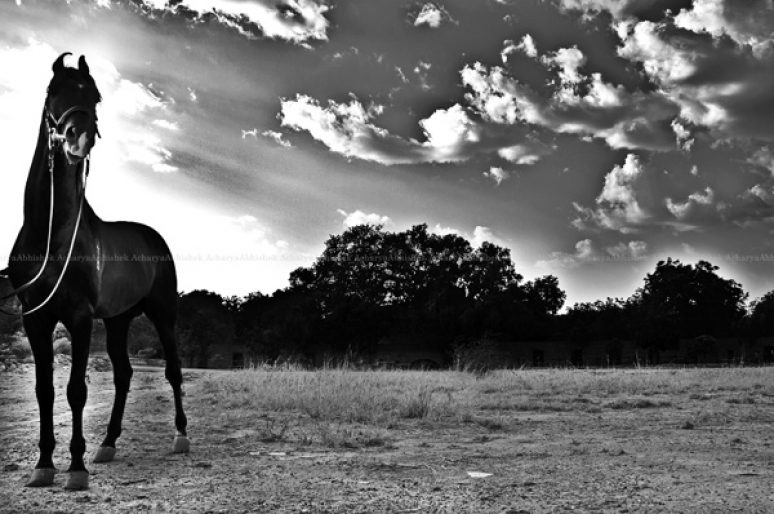 [Equestrian Photography] Le Marwari d’Abhishek Acharya