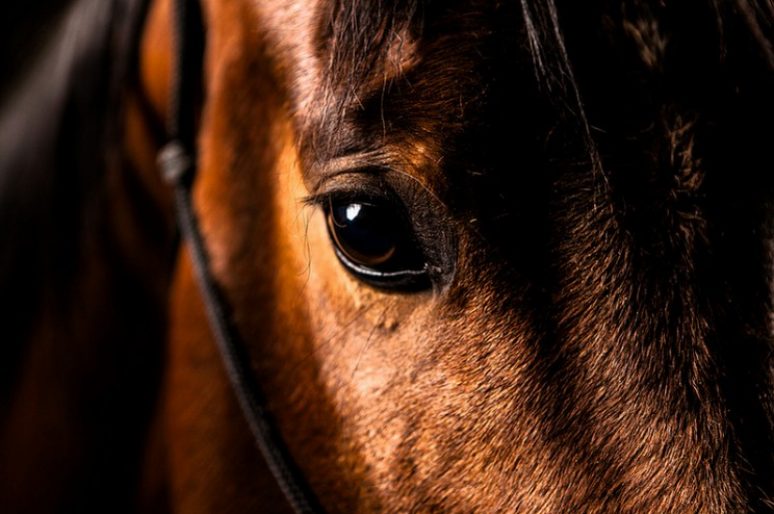 [Equestrian Photography] Ryan Scheer, cheval par nature