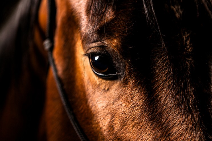 [Equestrian Photography] Ryan Scheer : Horses | PegaseBuzz - Le Cheval ...