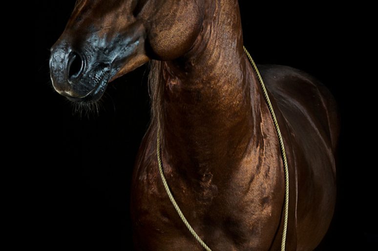 [Equestrian Photography] Les portraits équins de Jörn Reiter